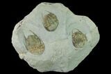 Three Lower Cambrian Trilobites (Neltneria) - Issafen, Morocco #170636-1